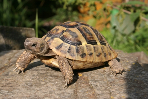 Griechische Landschildkröte - Testudo hermanni boettgerie Griechische Landschildkröte - Testudo hermanni boettgerie