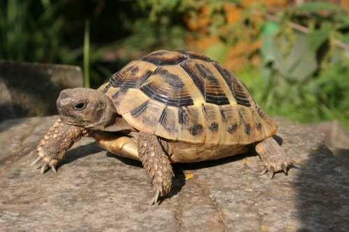 Griechische Landschildkrte - Testudo hermanni boettgerie