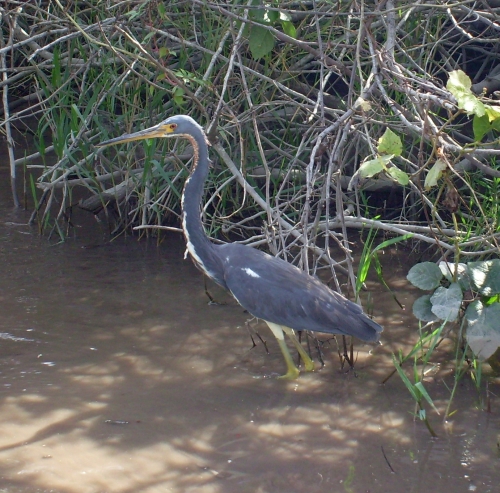 Everglades