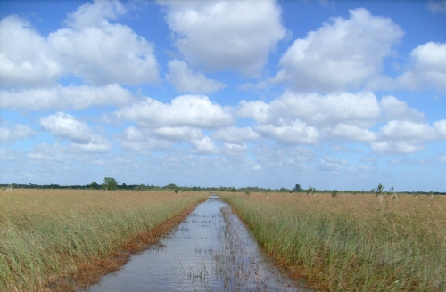 Everglades