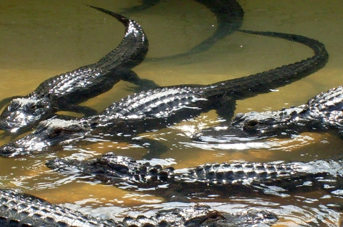 Mississippi-Alligator - Alligator mississippiensis