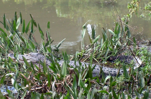 Mississippi-Alligator - Alligator mississippiensis