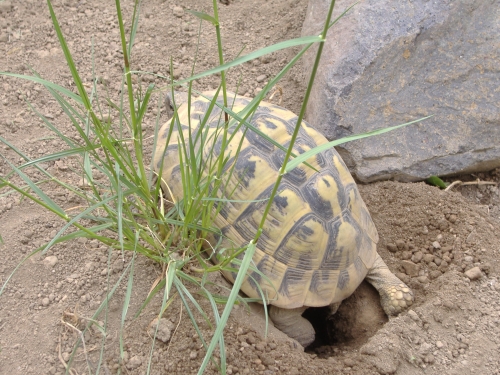 Griechische Landschildkröte - Testudo hermanni boettgerie bei der Eiablage Griechische Landschildkröte - Testudo hermanni boettgerie bei der Eiablage
