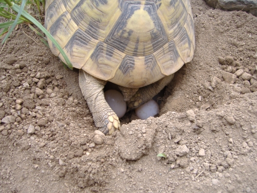 Griechische Landschildkröte - Testudo hermanni boettgerie bei der Eiablage Griechische Landschildkröte - Testudo hermanni boettgerie bei der Eiablage