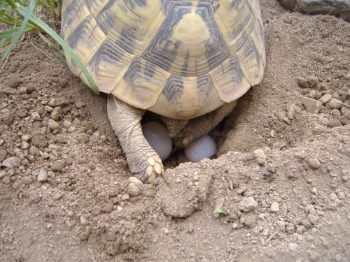 Griechische Landschildkrte - Testudo hermanni boettgerie bei der Eiablage