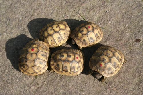 Jungtiere von Testudo hermanni boettgerie, ca. 1 Jahr alt Jungtiere von Testudo hermanni boettgerie, ca. 1 Jahr alt