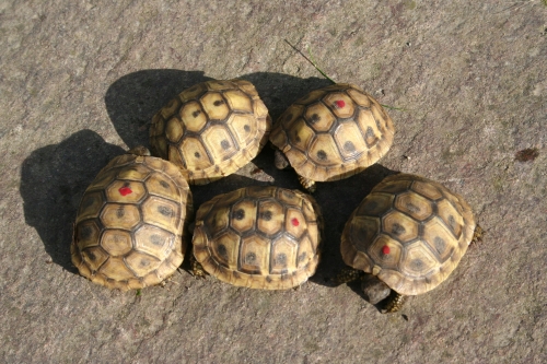 Jungtiere von Testudo hermanni boettgerie, ca. 1 Jahr alt