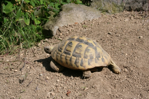 Weibchen der Griechischen Landschildkröte am Eiablagehügel Weibchen der Griechischen Landschildkröte am Eiablagehügel