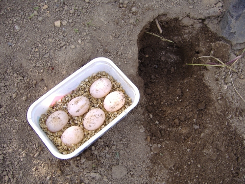 Gelege einer Griechischen Landschildkröte Gelege einer Griechischen Landschildkröte