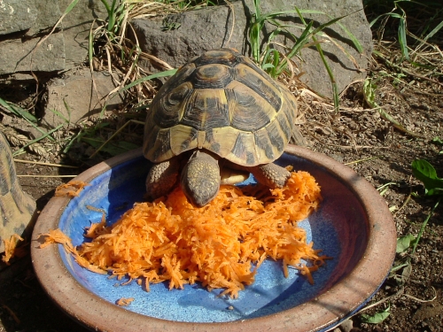 Die Fütterung der Griechischen Landschildkröten mit Gemüse wie z.B. Karotten sollte eher eine Ausnahme darstellen Die Fütterung der Griechischen Landschildkröten mit Gemüse wie z.B. Karotten sollte eher eine Ausnahme darstellen