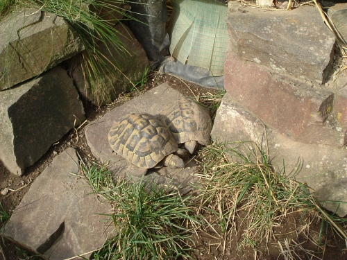 Am Morgen nehmen meine Griechischen Landschildkröten zuerst ein Sonnenbad vor dem Eingang des Frühbeets Am Morgen nehmen meine Griechischen Landschildkröten zuerst ein Sonnenbad vor dem Eingang des Frühbeets