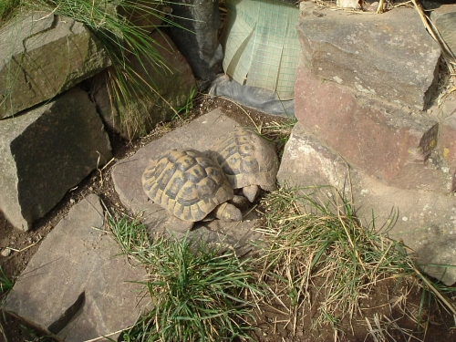 Am Morgen nehmen meine Griechischen Landschildkrten zuerst ein Sonnenbad vor dem Eingang des Frhbeets