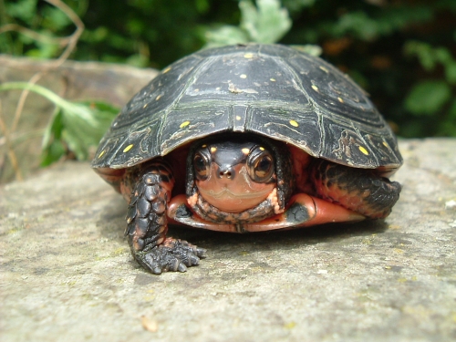 halbwchsiges Weibchen der Tropfenschildkrte - Clemmys guttata