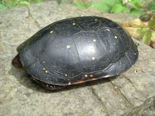 mnnliche Tropfenschildkrte Clemmys guttata