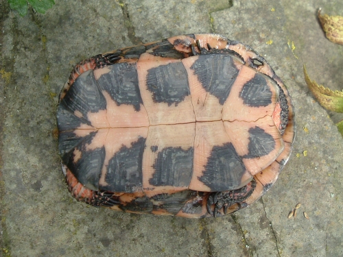 männliche Tropfenschildkröte Clemmys guttata