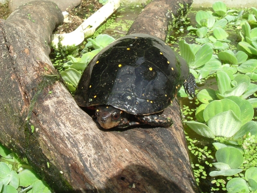 Tropfenschildkröte Clemmys guttata beim Sonnenbad