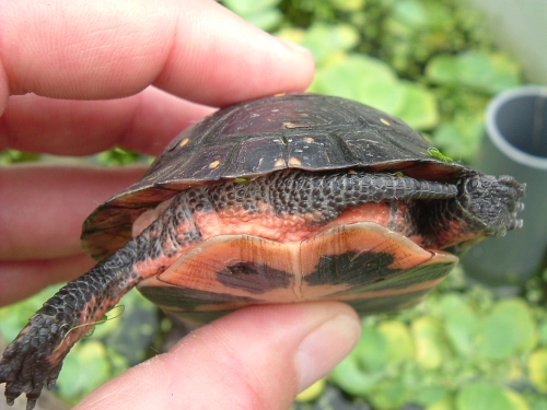 weibliche Tropfenschildkrte Clemmys guttata