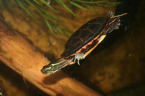 Mnnliche Sdliche Zierschildkrte-Chrysemys picta dorsalis