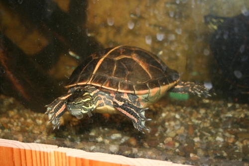 weibliche Sdliche Zierschildkrte-Chrysemys picta dorsalis