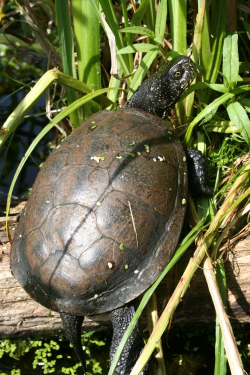 Europische Sumpfschildkrte - Emys orbicularis beim Sonnenbad