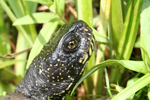 Europische Sumpfschildkrte - Emys orbicularis