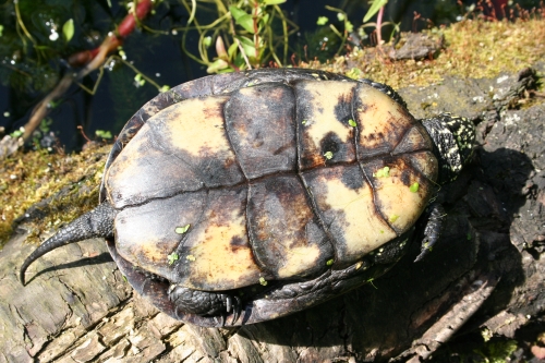 Europische Sumpfschildkrte - Emys orbicularis Bauchpanzeransicht