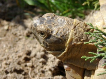 Kopfporträt Steppenschildkröte - Testudo horsfieldii