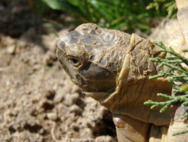 Kopfportrt Steppenschildkrte - Testudo horsfieldii