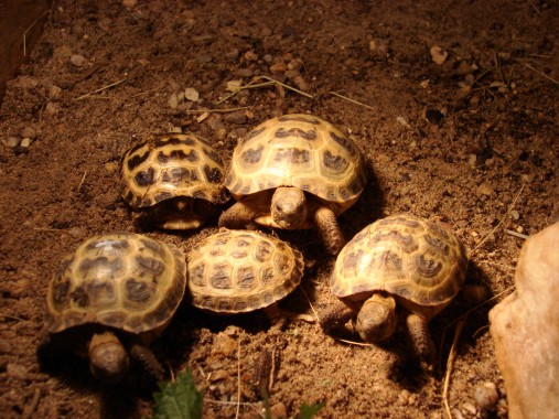 einjhrige Jungtiere von Testudo horsfieldii