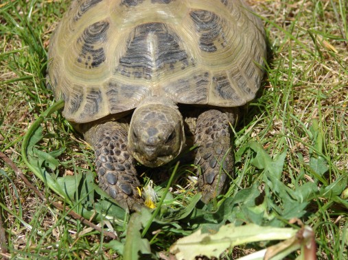 mnnliche Steppenschildkrte - Testudo horsfieldii