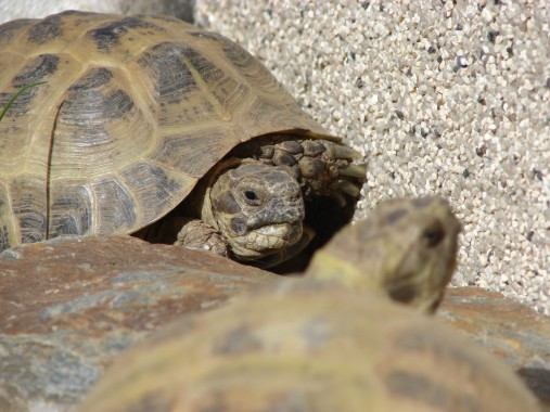 Steppenschildkrte - Testudo horsfieldii