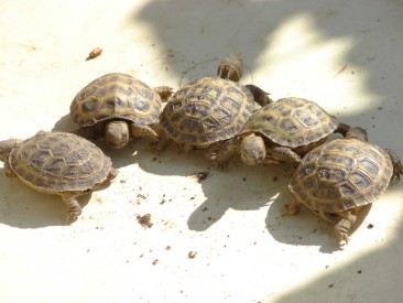 Nachzuchten 2008 der Steppenschildkrte - Testudo horsfieldii