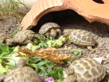 Nachzuchten 2008 der Steppenschildkrte - Testudo horsfieldii