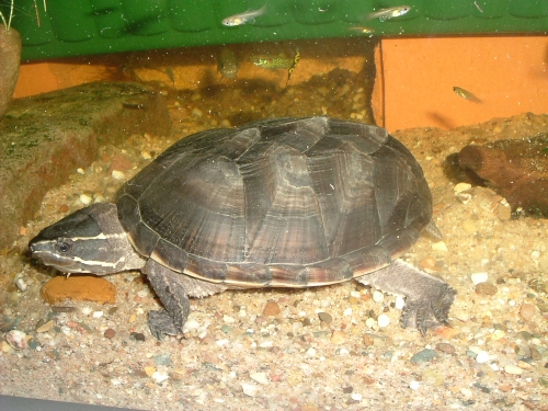 Gewhnliche Moschusschildkrte - Sternotherus odoratus