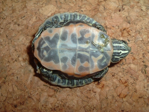 Nrdliche Rotbauch-Schmuckschildkrte - Pseudemys rubriventris