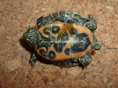 Nördliche Rotbauch-Schmuckschildkröte - Pseudemys rubriventris