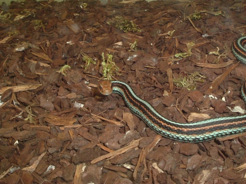 San Franzisko-Strumpfbandnatter - Thamnophis sirtalis tetrataenia