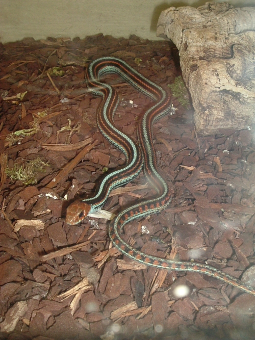 San Franzisko-Strumpfbandnatter - Thamnophis sirtalis tetrataenia