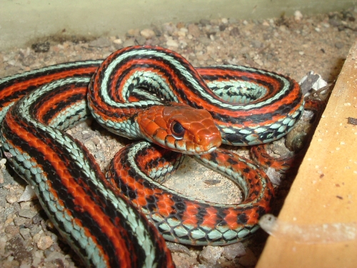 San Franzisko-Strumpfbandnatter - Thamnophis sirtalis tetrataenia