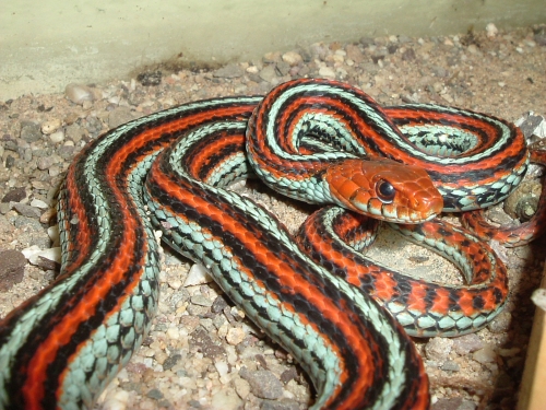 San Franzisko-Strumpfbandnatter - Thamnophis sirtalis tetrataenia