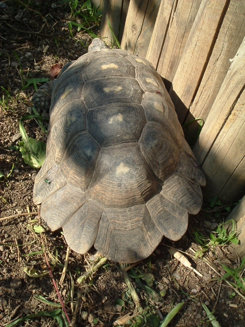 Breitrandschildkrte - Testudo marginata