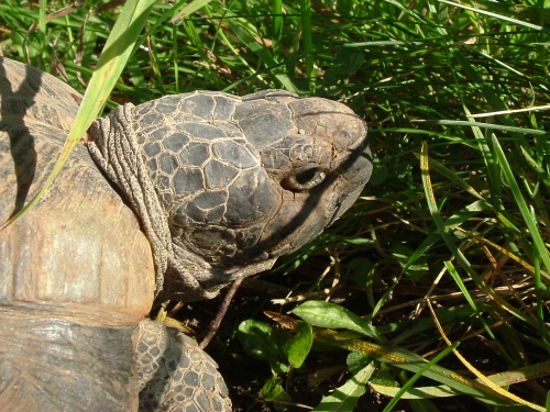 Breitrandschildkrte - Testudo marginata