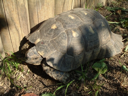 Breitrandschildkrte - Testudo marginata