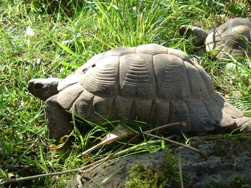 Breitrandschildkrte - Testudo marginata