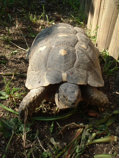 Breitrandschildkrte - Testudo marginata