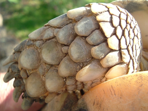 Breitrandschildkrte - Testudo marginata