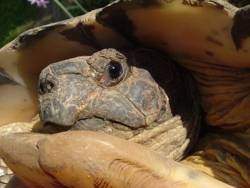 Breitrandschildkrte - Testudo marginata