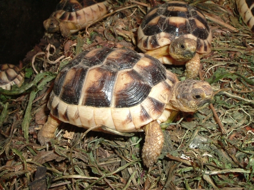 Jungtier der Breitrandschildkröte - Testudo marginata Jungtier der Breitrandschildkröte - Testudo marginata