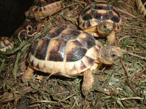 Jungtier der Breitrandschildkrte - Testudo marginata